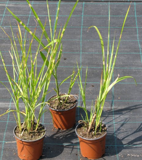 Miscanthus sinensis 'Strictus'